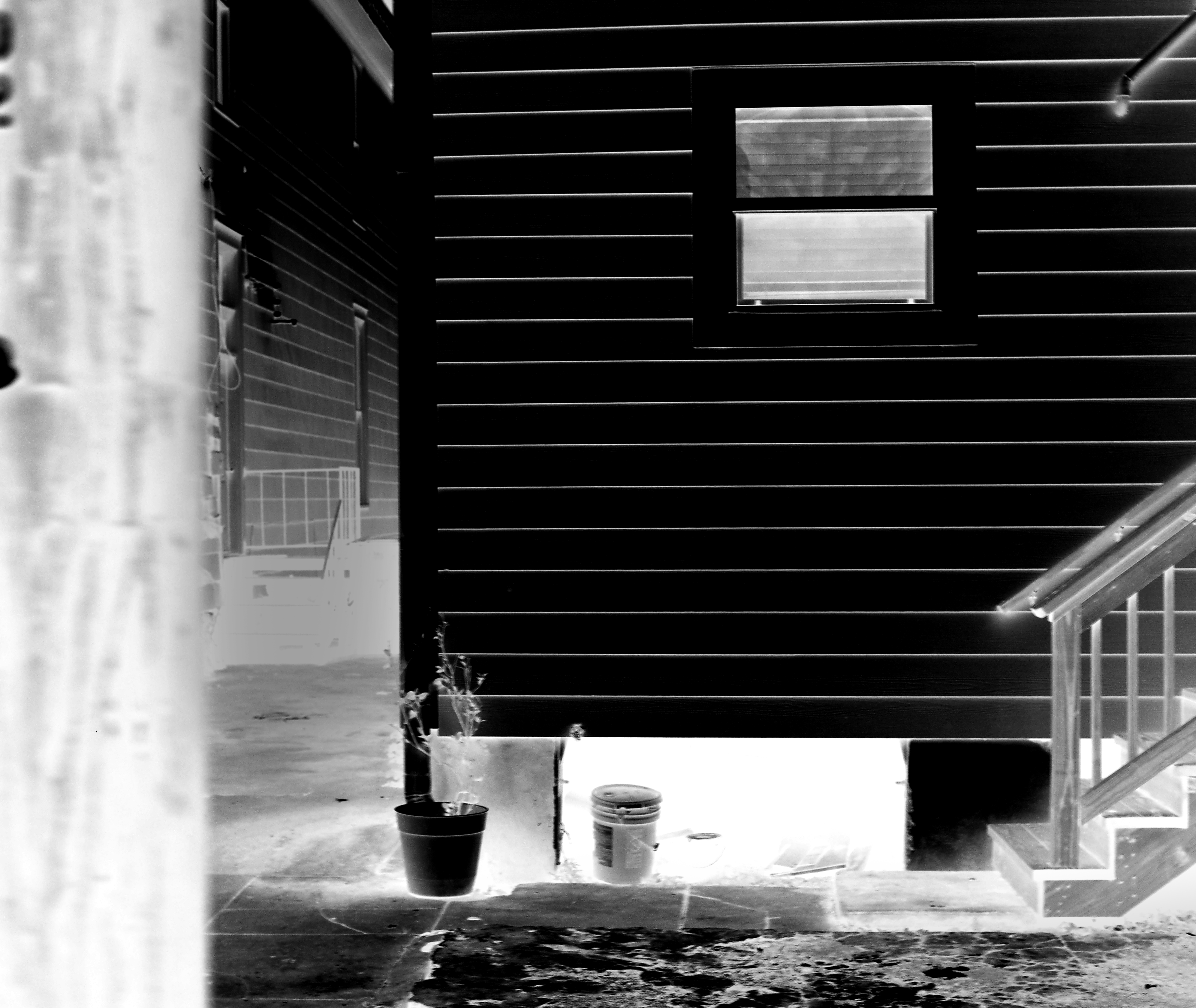 cicadas emerge to a new world