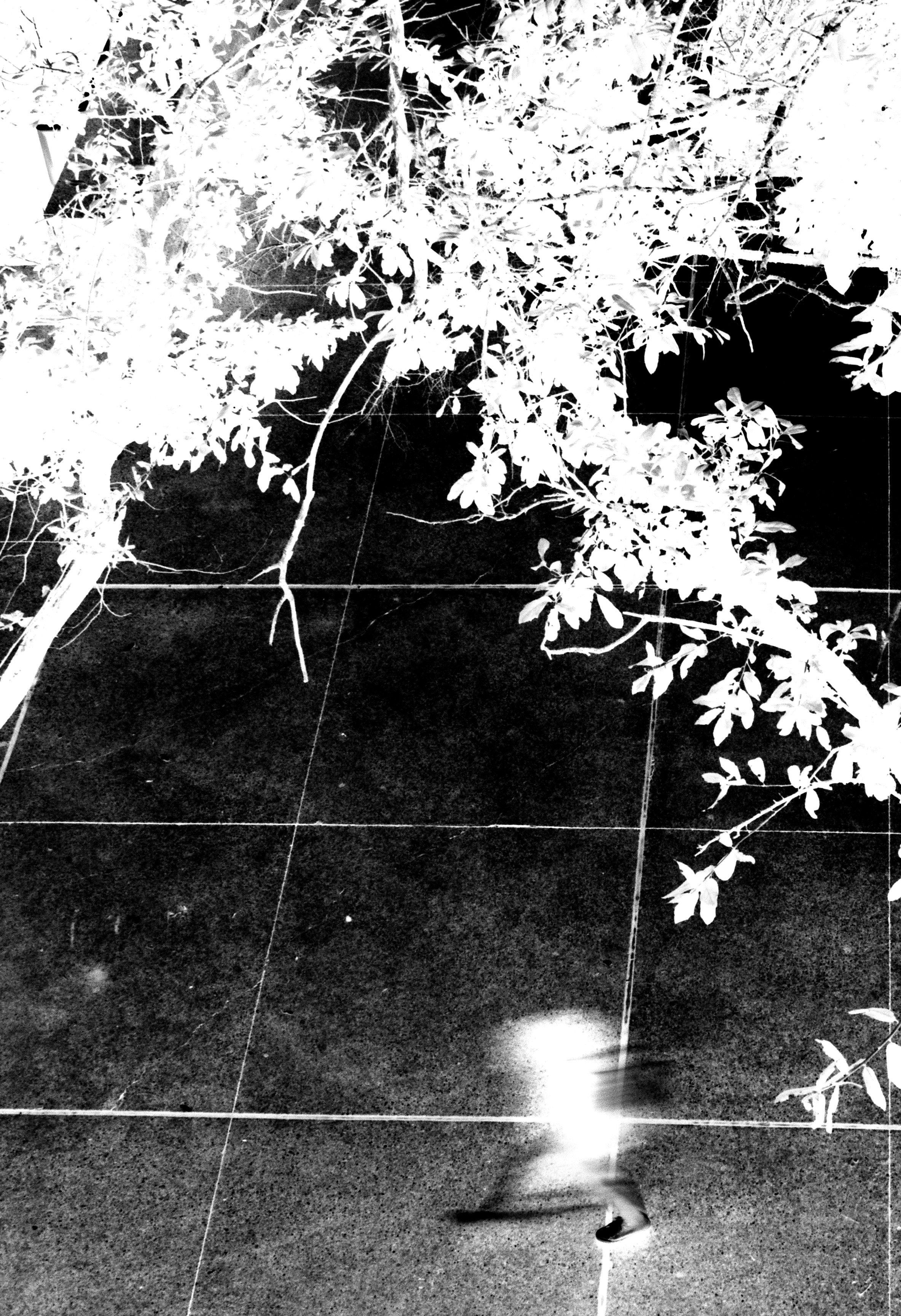 vagrants are the only real humans left alive