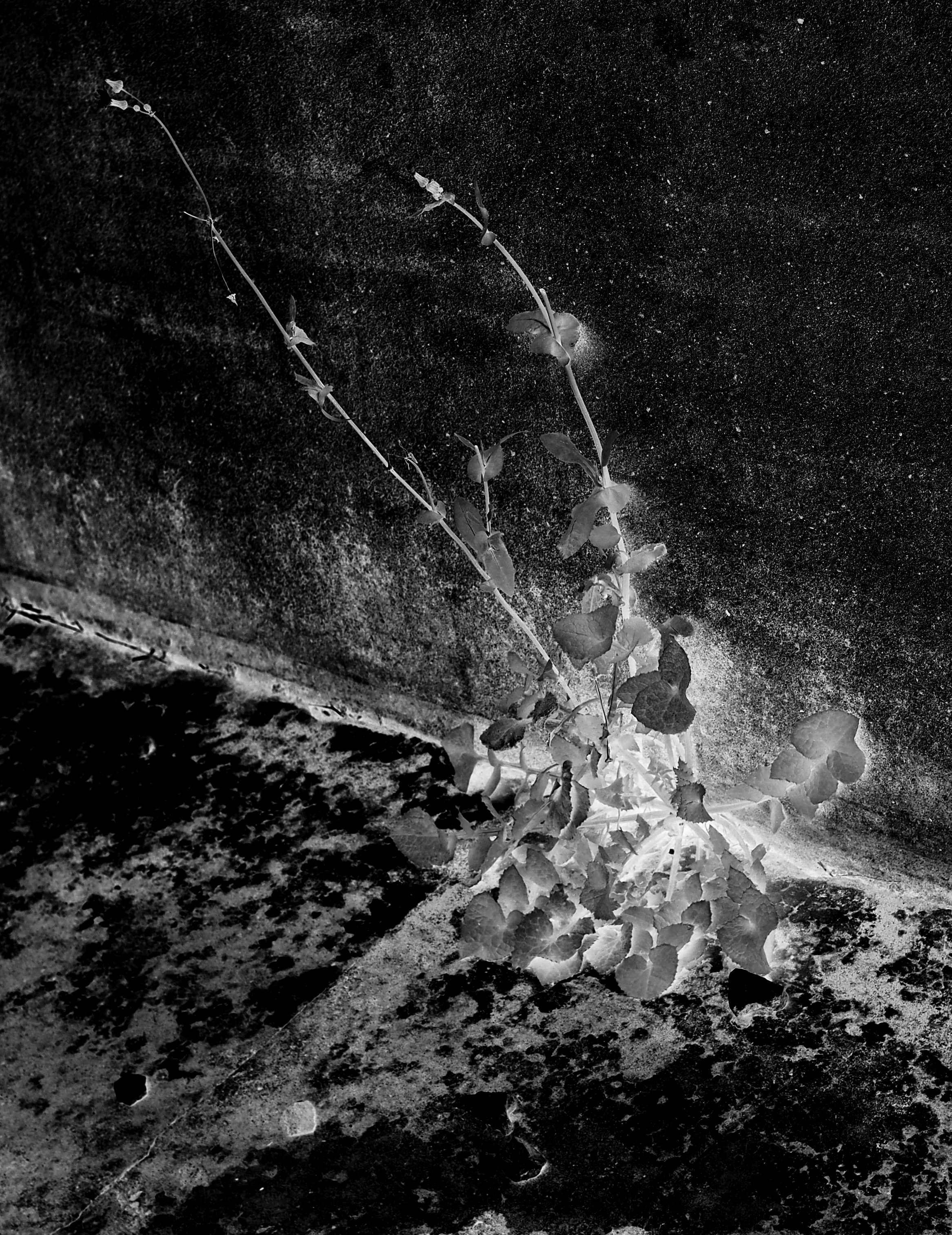 they can see the glorious light within you (you are in danger)